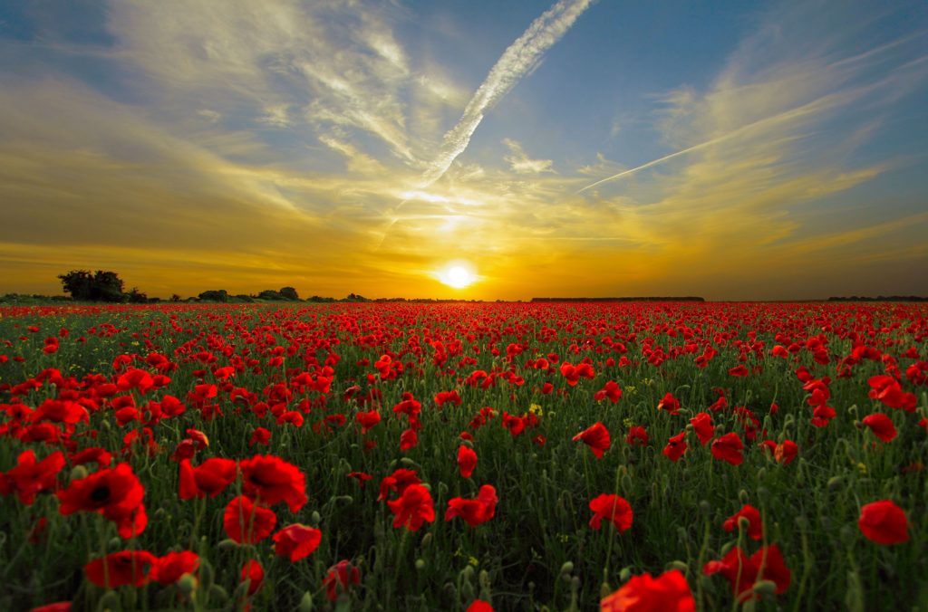 MEMORIAL DAY IN FLANDERS FIELDS