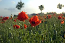 Lest We Forget…