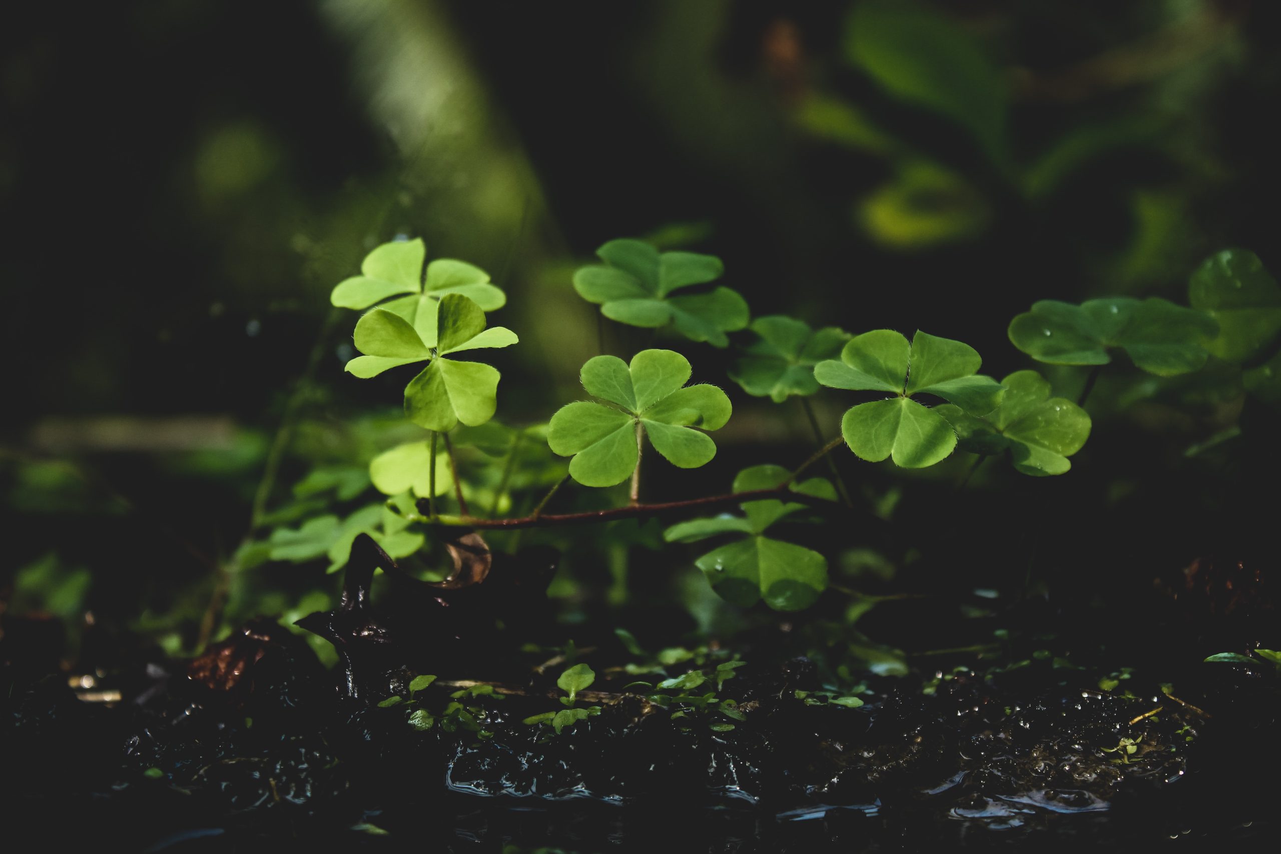 Happy St.Patrick’s Day 2022!