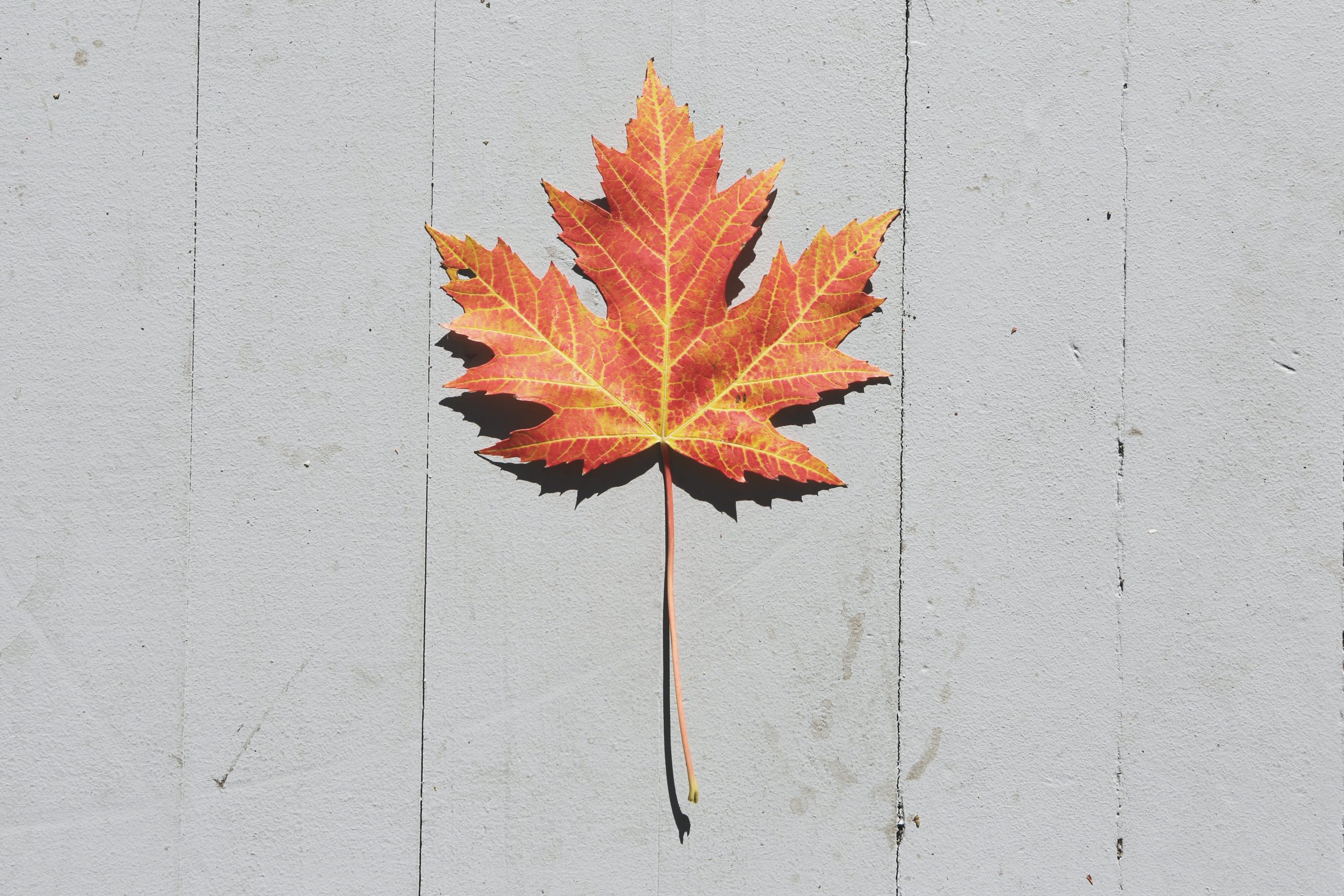 Happy Canada Day 2023!