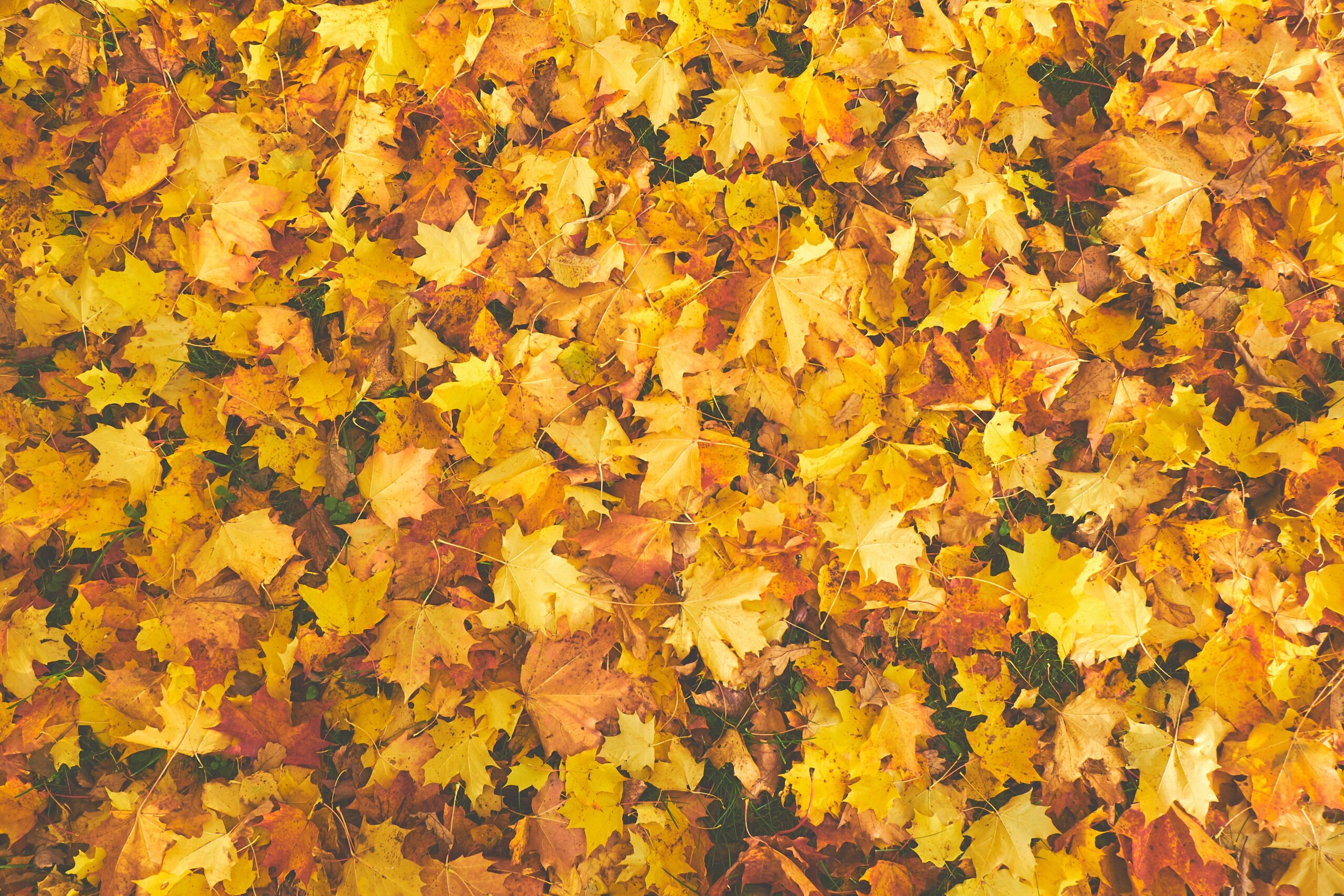 18 Exterior Fall Maintenance Tips for your Home and Garden